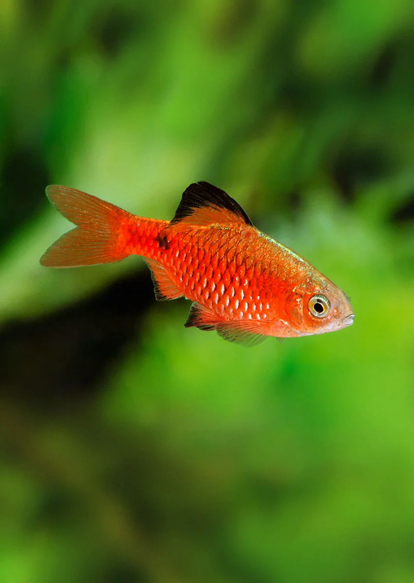 Rosy Barb - Bild 5