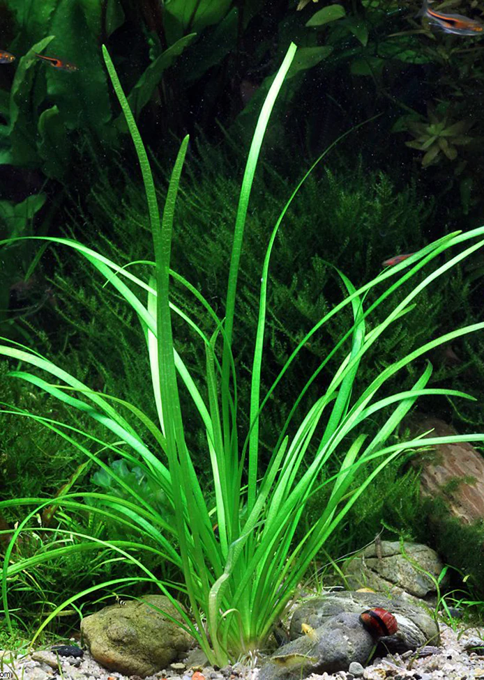 Sagittaria subulata - Bild 3