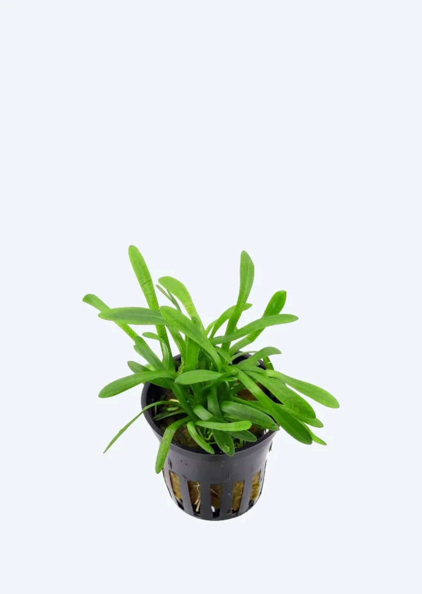 Sagittaria subulata - Bild 2