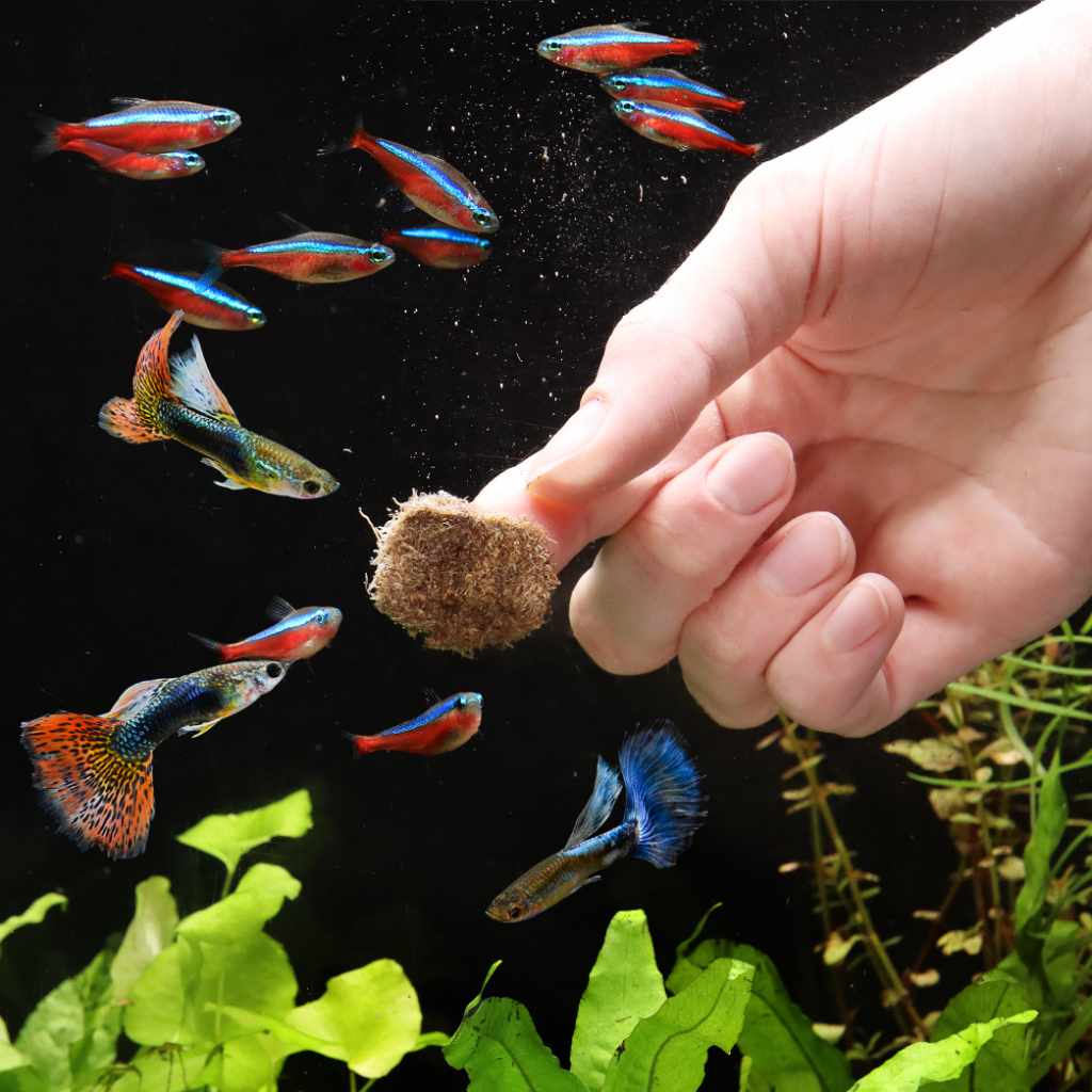 Aquarium Co-Op Freeze Dried Tubifex Worms - Bild 6