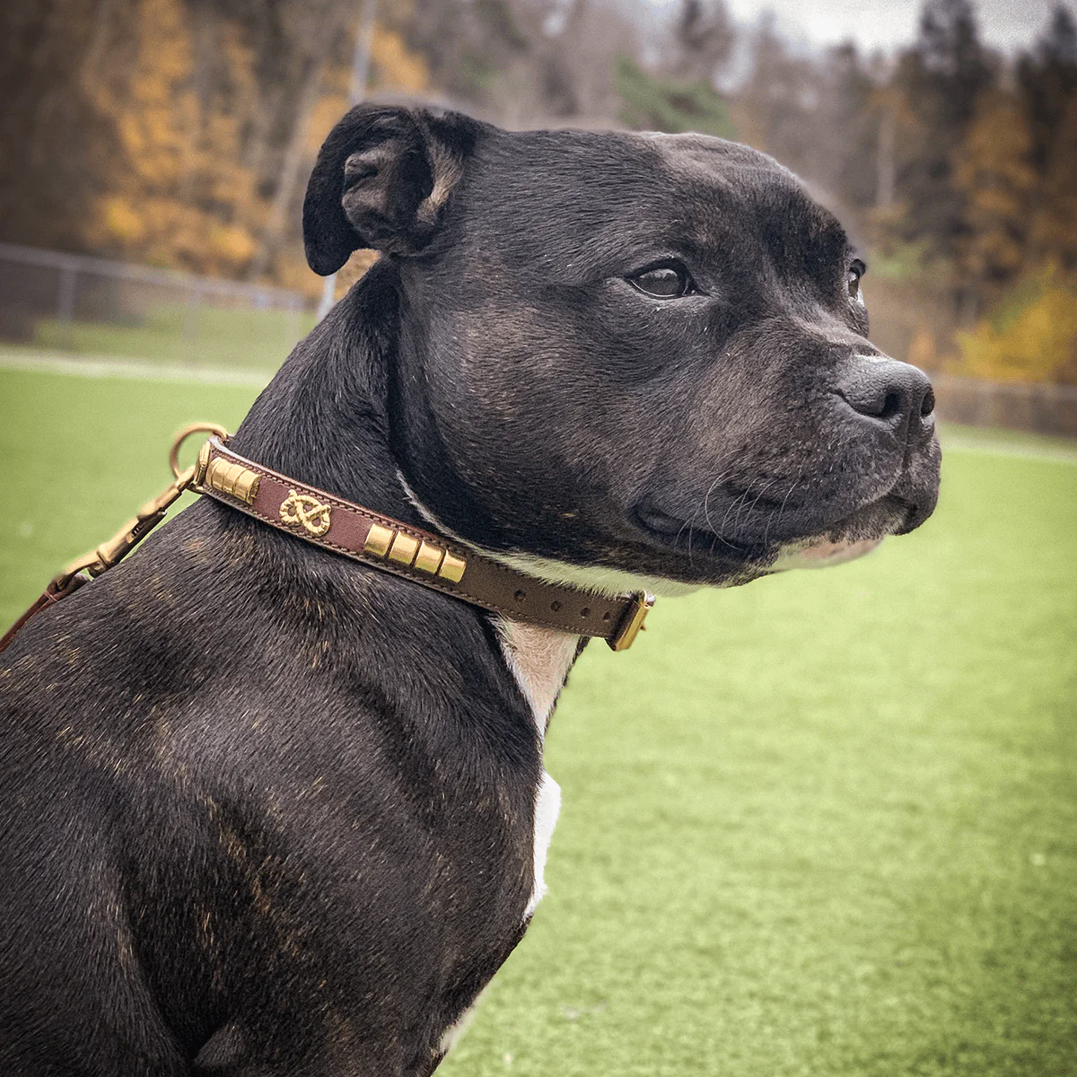Staffordshire Bull Terrier 1935® Show Collar & Leash Set - Champion - Brown & Gold - Bild 2