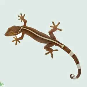 Skunk Lined Gecko - Captive Bred