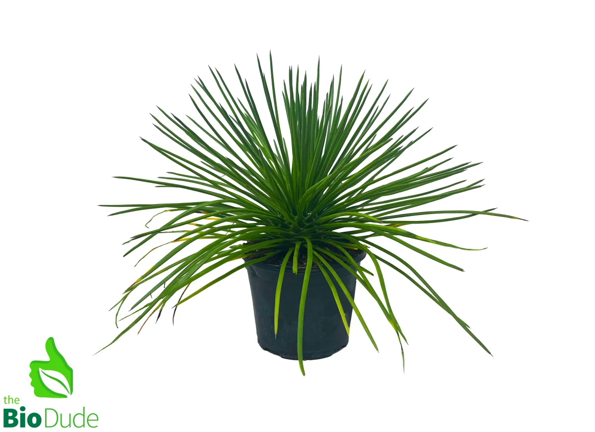 6" Pot Spaghetti Agave - Bild 2