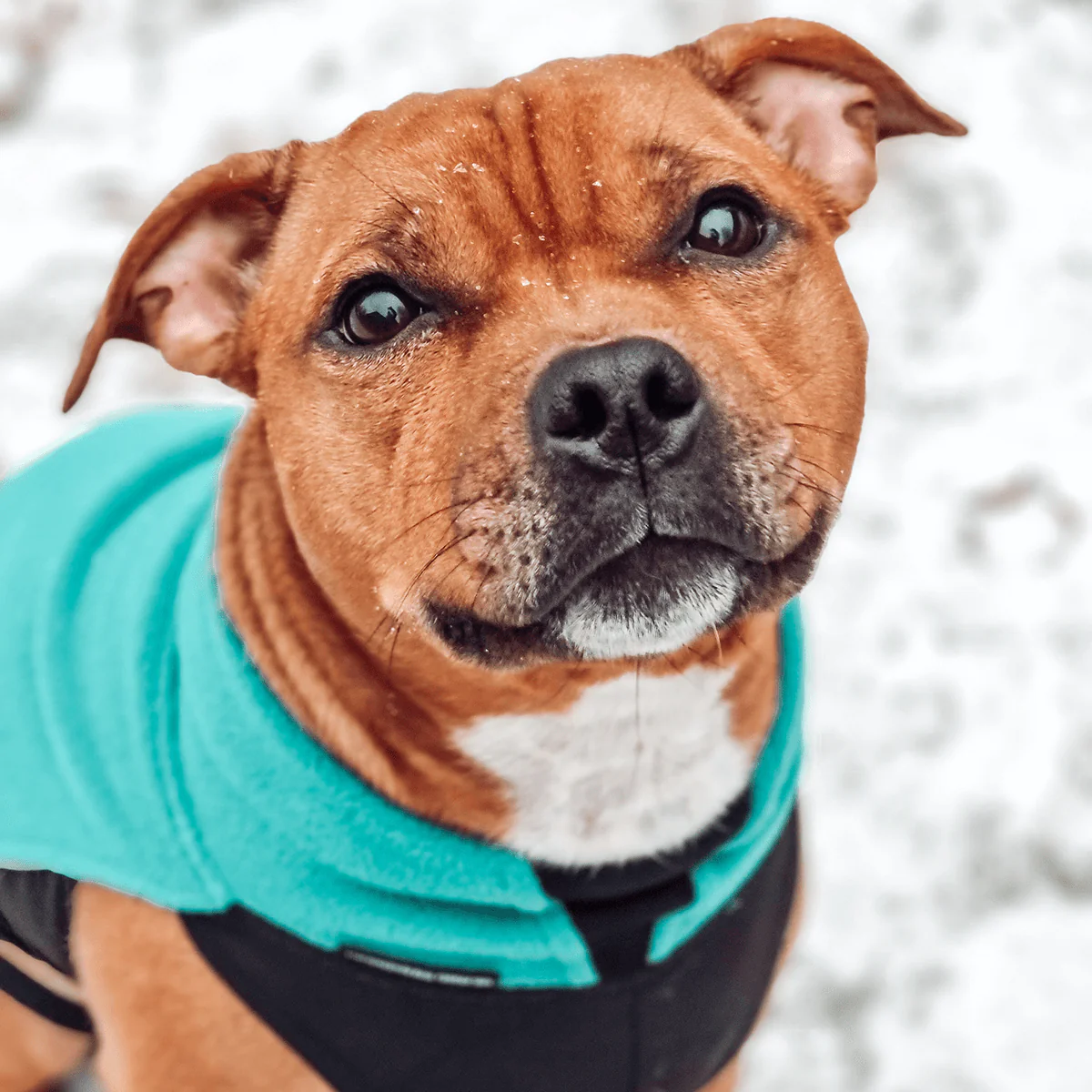 Staffordshire Bull Terrier 1935® Fleece Coat - Petrol - Bild 5