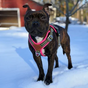 Staffordshire Bull Terrier 1935® Harness & Leash Set - Army Pink - Green & Neon Pink