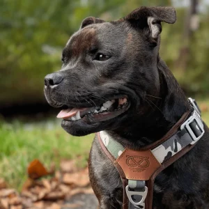 Staffordshire Bull Terrier 1935® Harness & Leash Set - Classic Camo & Choco