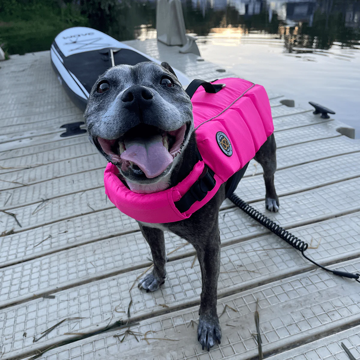 Staffordshire Bull Terrier 1935® Life Jacket - Neon Pink - Bild 7