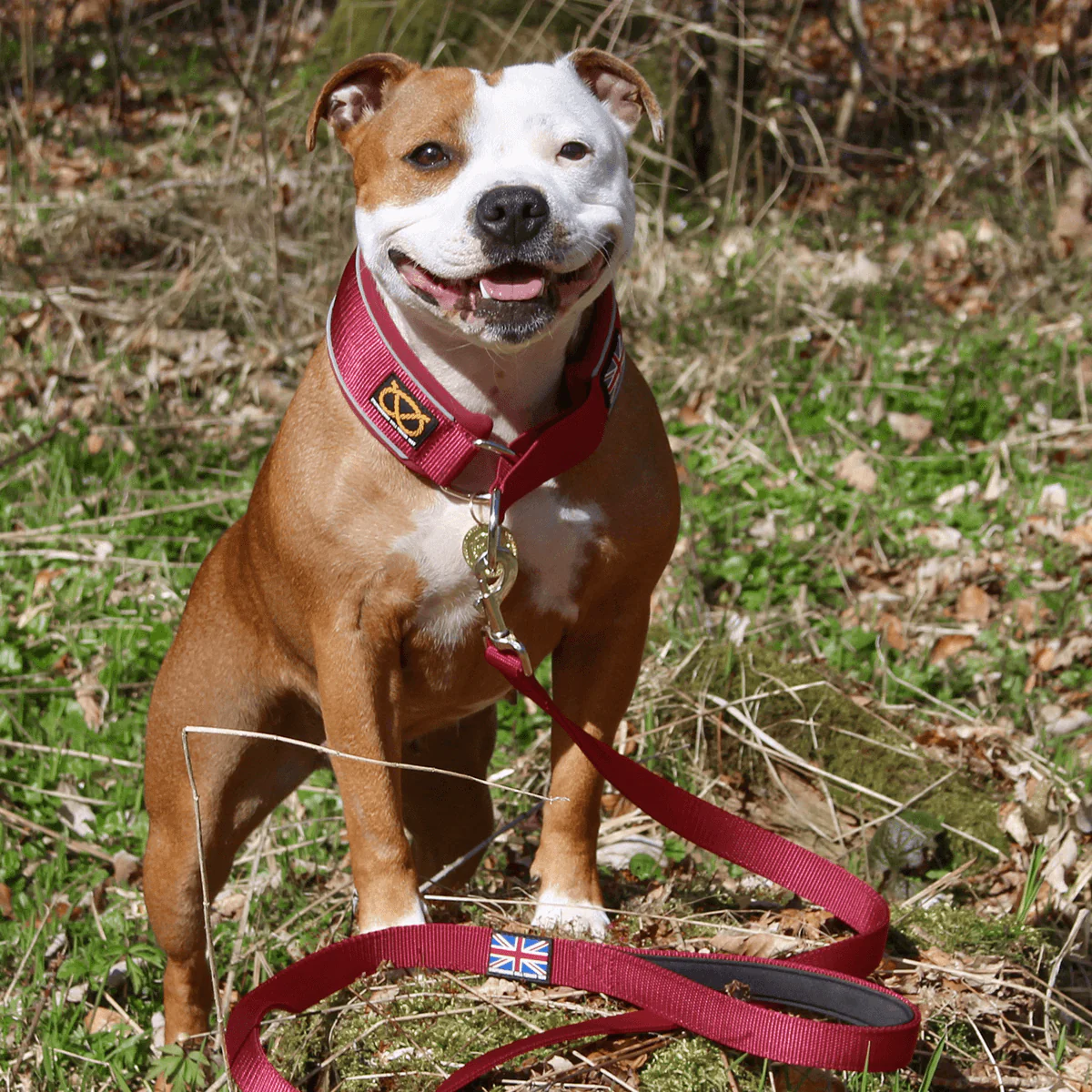 Staffordshire Bull Terrier 1935® Martingale Collar - Burgundy - Bild 3