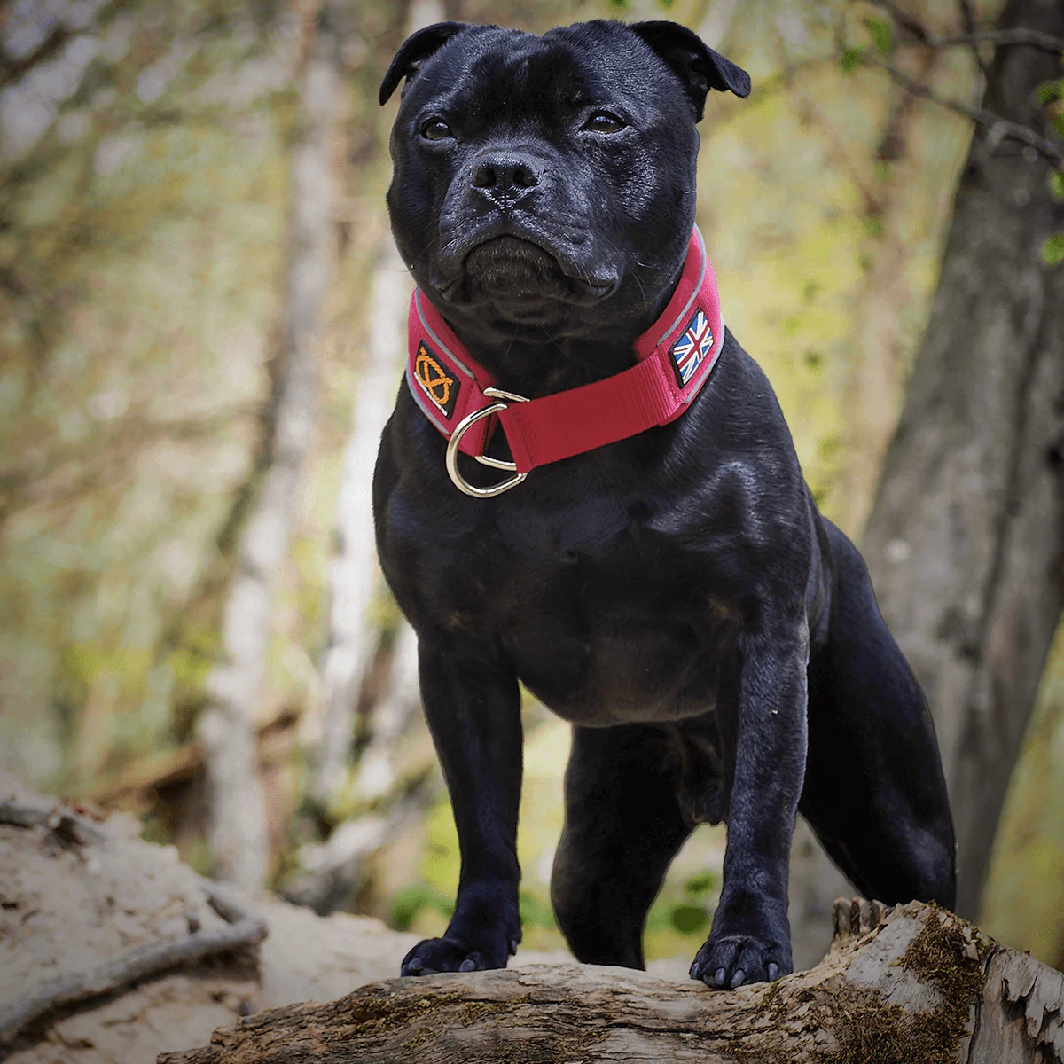 Staffordshire Bull Terrier 1935® Martingale Collar - Burgundy - Bild 7