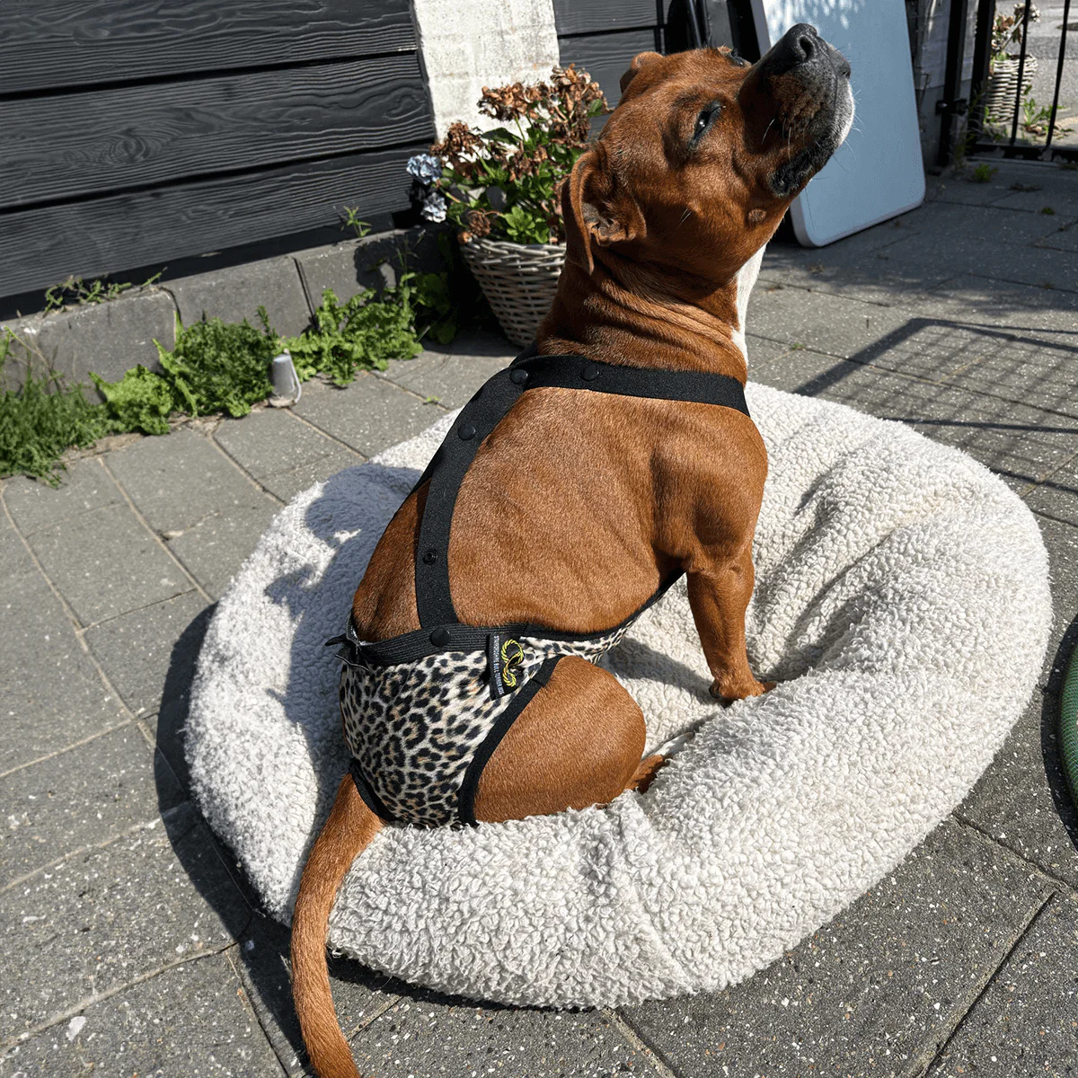 Staffordshire Bull Terrier 1935® Hygiene Panties with Suspenders - Leopard - Bild 8