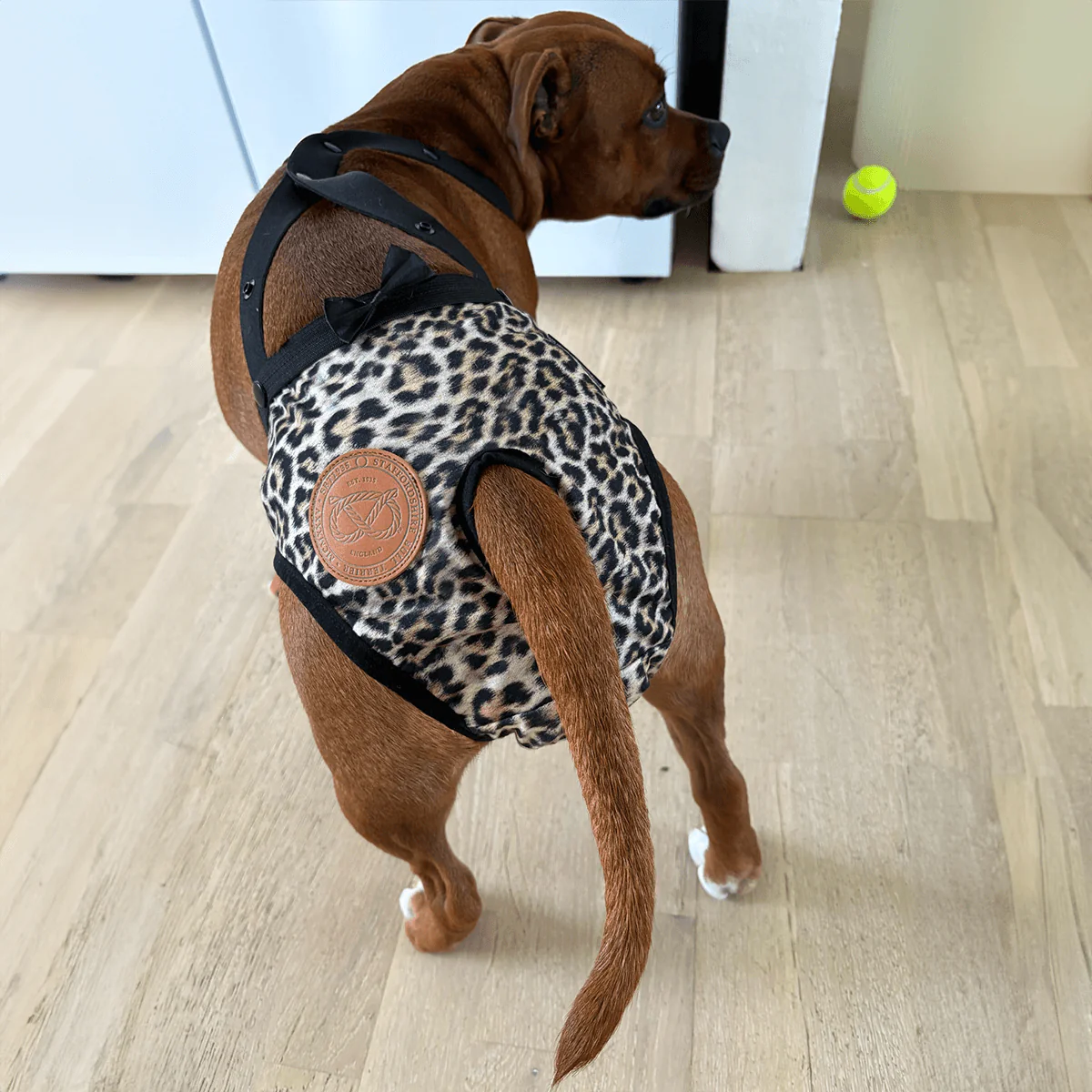 Staffordshire Bull Terrier 1935® Hygiene Panties with Suspenders - Leopard - Bild 7