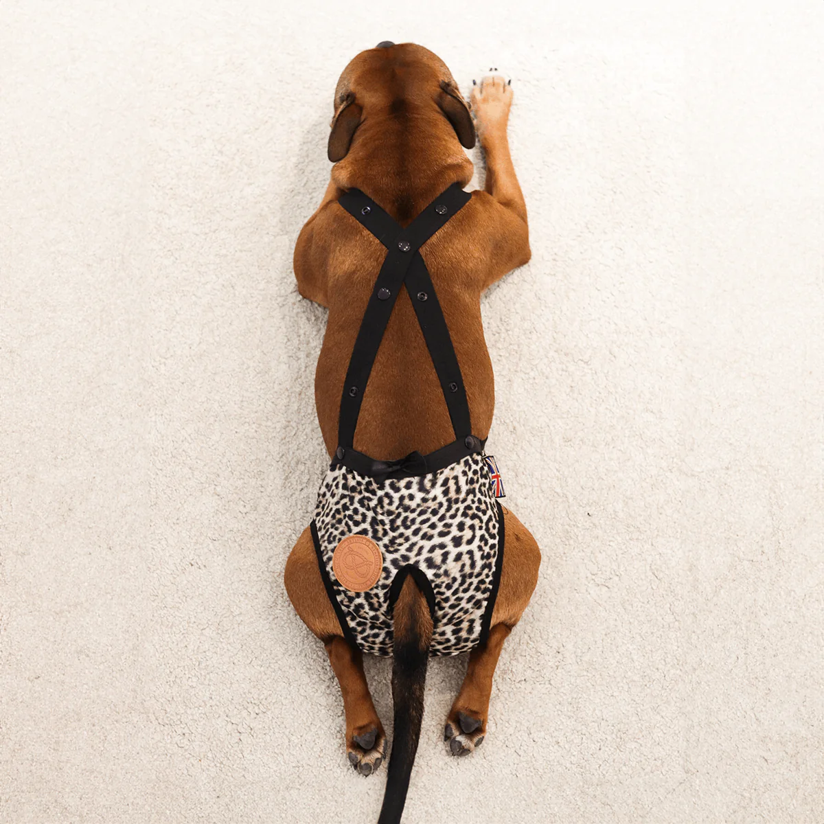 Staffordshire Bull Terrier 1935® Hygiene Panties with Suspenders - Leopard - Bild 5