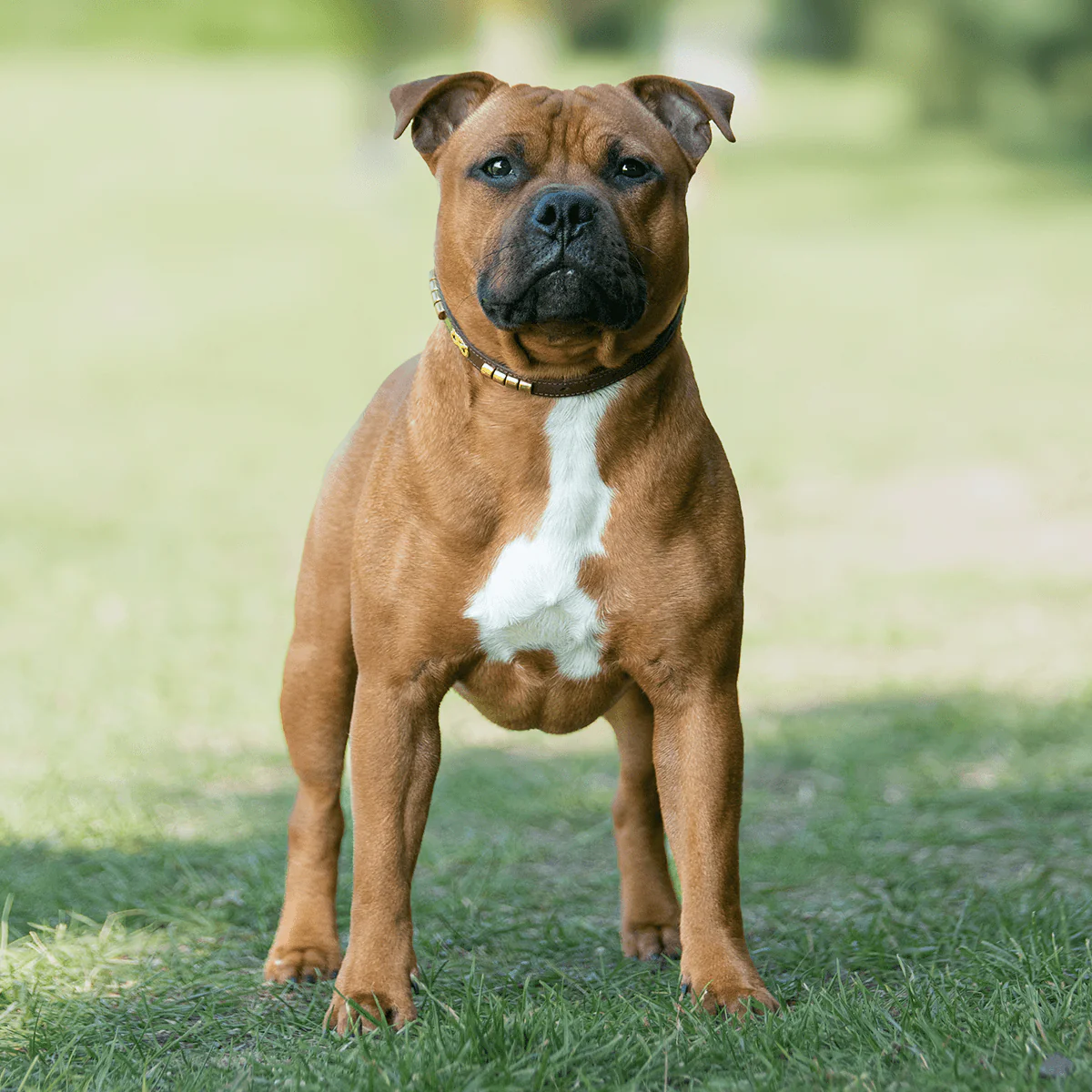 Staffordshire Bull Terrier 1935® Show Collar & Leash Set - Champion - Brown & Gold - Bild 5