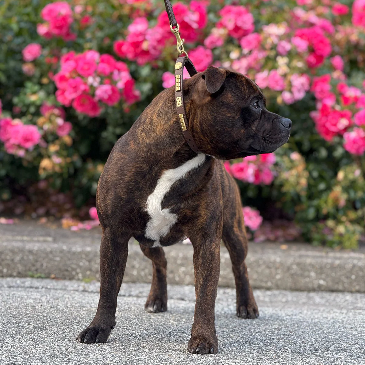 Staffordshire Bull Terrier 1935® Show Collar & Leash Set - Champion - Brown & Gold - Bild 4