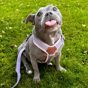 Staffordshire Bull Terrier 1935® Harness & Leash Set - Little Blue Edition - Baby Lilac & Baby Pink