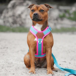 Staffordshire Bull Terrier 1935® Harness & Leash Set - Harley's Miami Edition - Aqua & Neon Pink