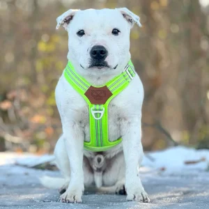 Staffordshire Bull Terrier 1935® Harness & Leash Set - Chevy Edition - Neon Green