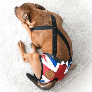 Staffordshire Bull Terrier 1935® Hygiene Panties with Suspenders - Union Jack