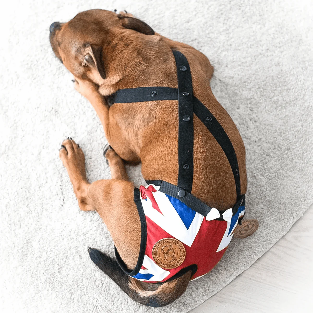 Staffordshire Bull Terrier 1935® Hygiene Panties with Suspenders - Union Jack