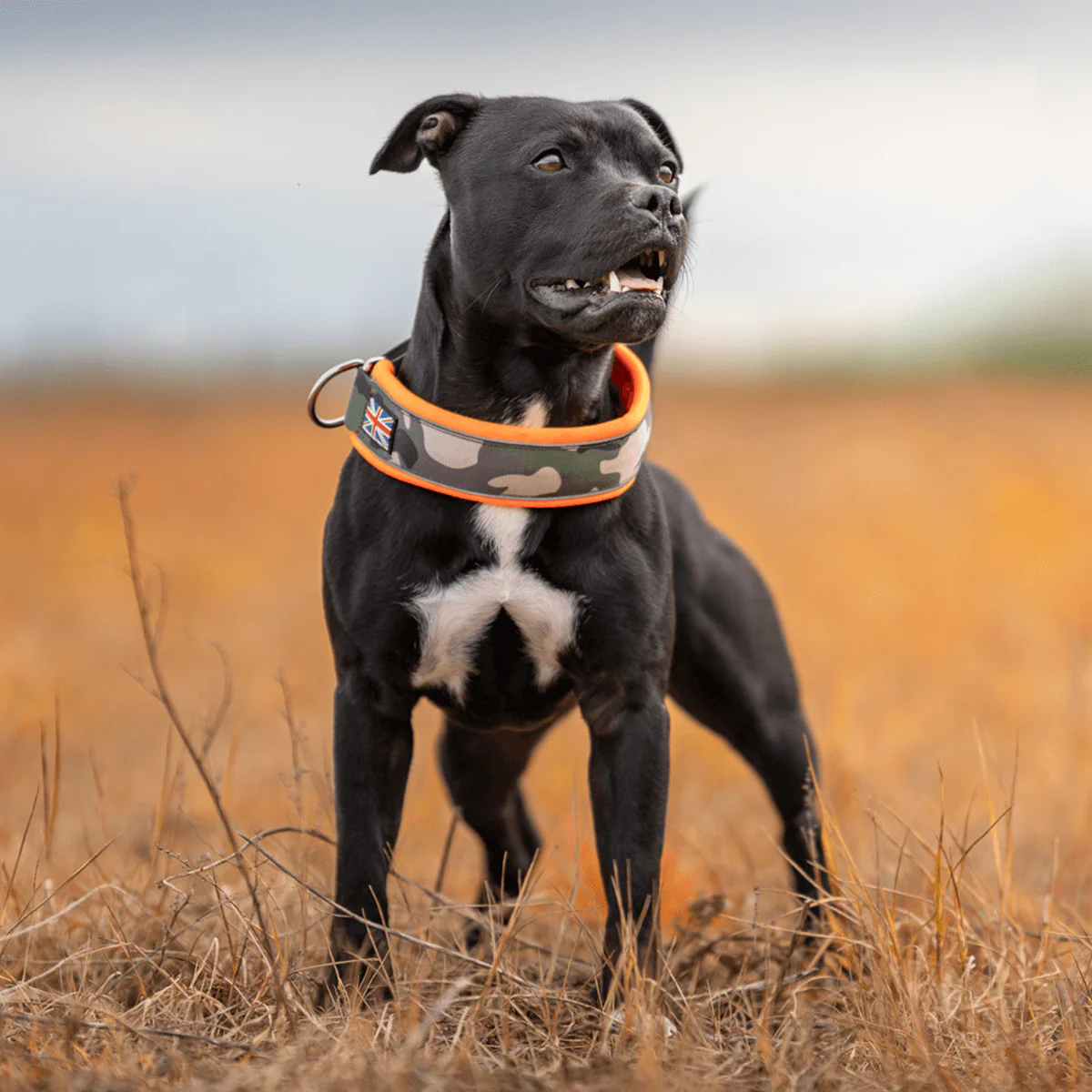 Staffordshire Bull Terrier 1935® Martingale Collar - Classic Camo & Neon Orange - Bild 8