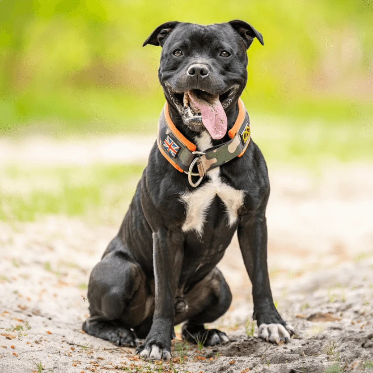 Staffordshire Bull Terrier 1935® Martingale Collar - Classic Camo & Neon Orange - Bild 4