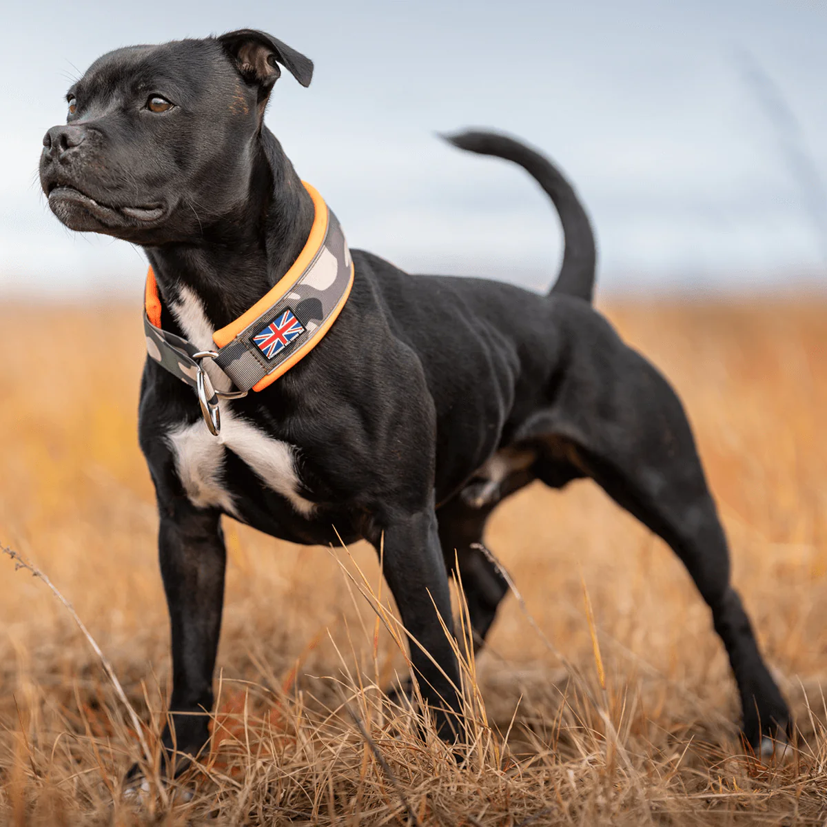Staffordshire Bull Terrier 1935® Martingale Collar - Classic Camo & Neon Orange - Bild 6