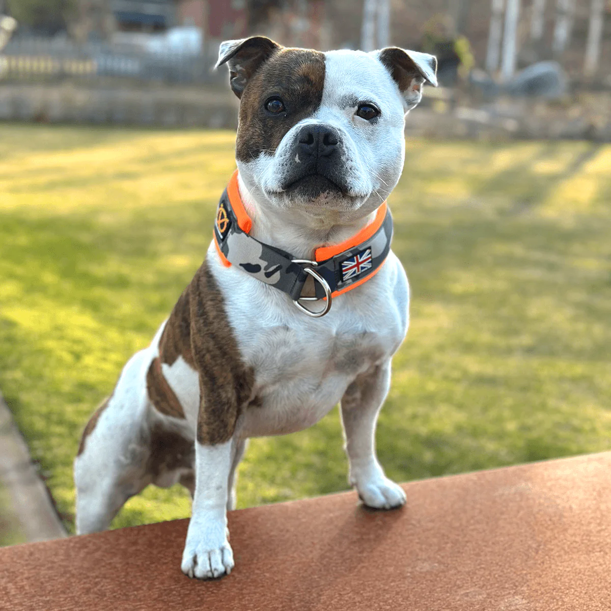 Staffordshire Bull Terrier 1935® Martingale Collar - Classic Camo & Neon Orange - Bild 5