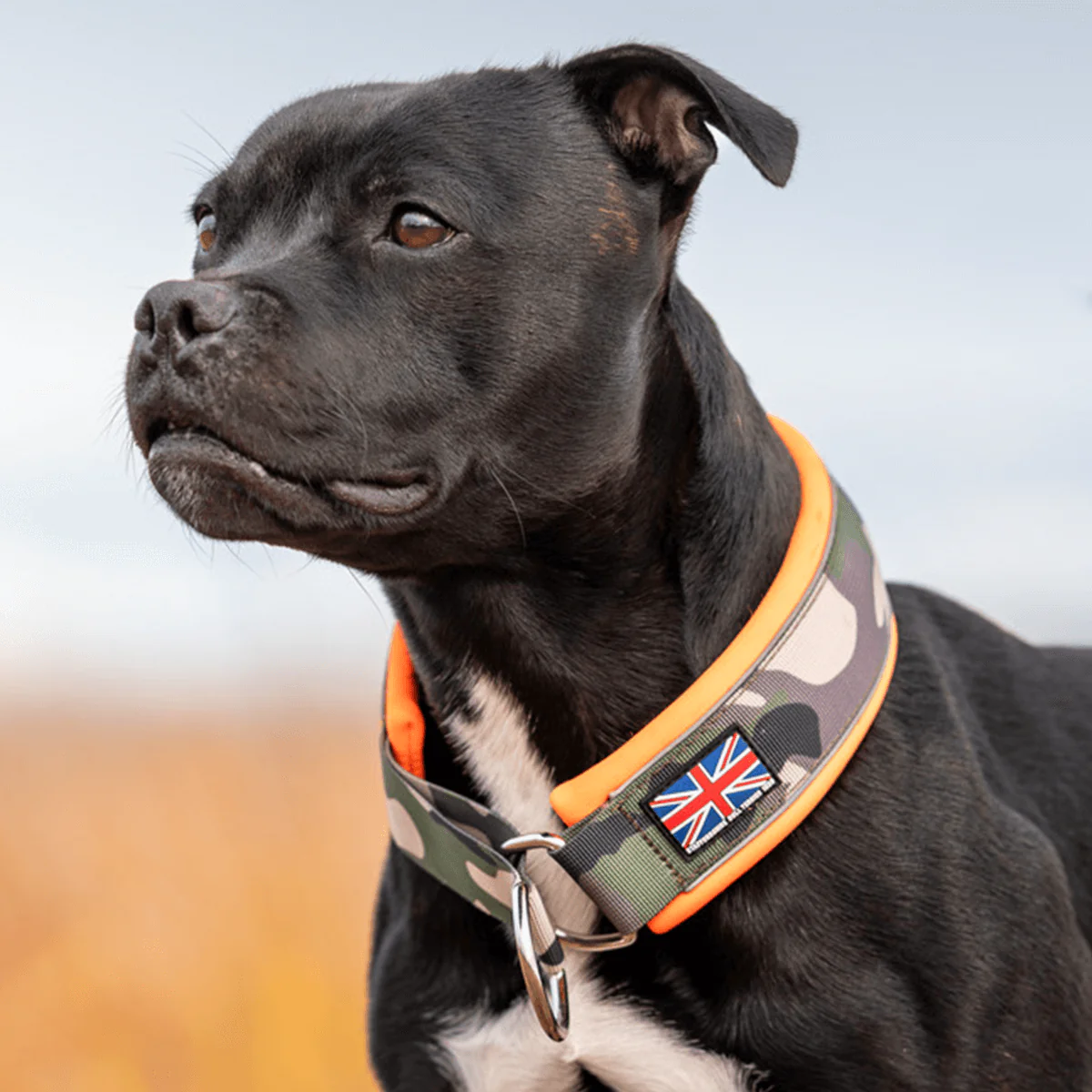 Staffordshire Bull Terrier 1935® Martingale Collar - Classic Camo & Neon Orange