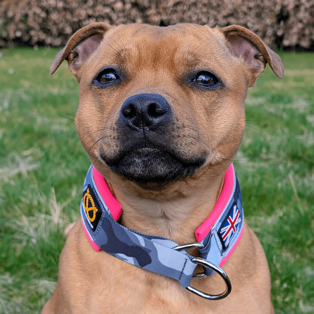 Staffordshire Bull Terrier 1935® Martingale Collar - Night Camo & Neon Pink - Bild 3