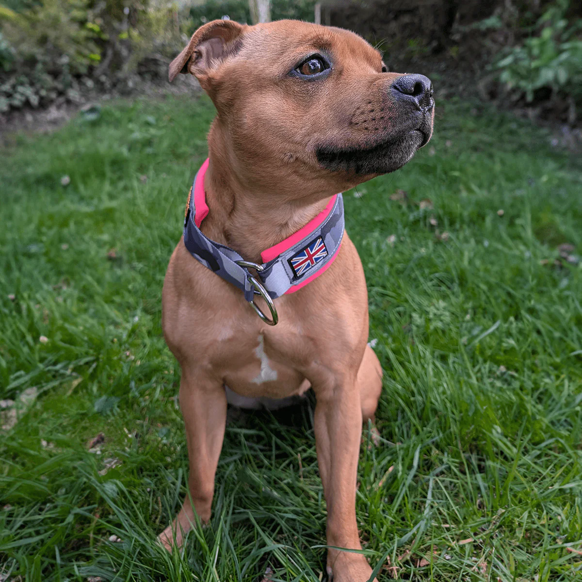 Staffordshire Bull Terrier 1935® Martingale Collar - Night Camo & Neon Pink - Bild 4