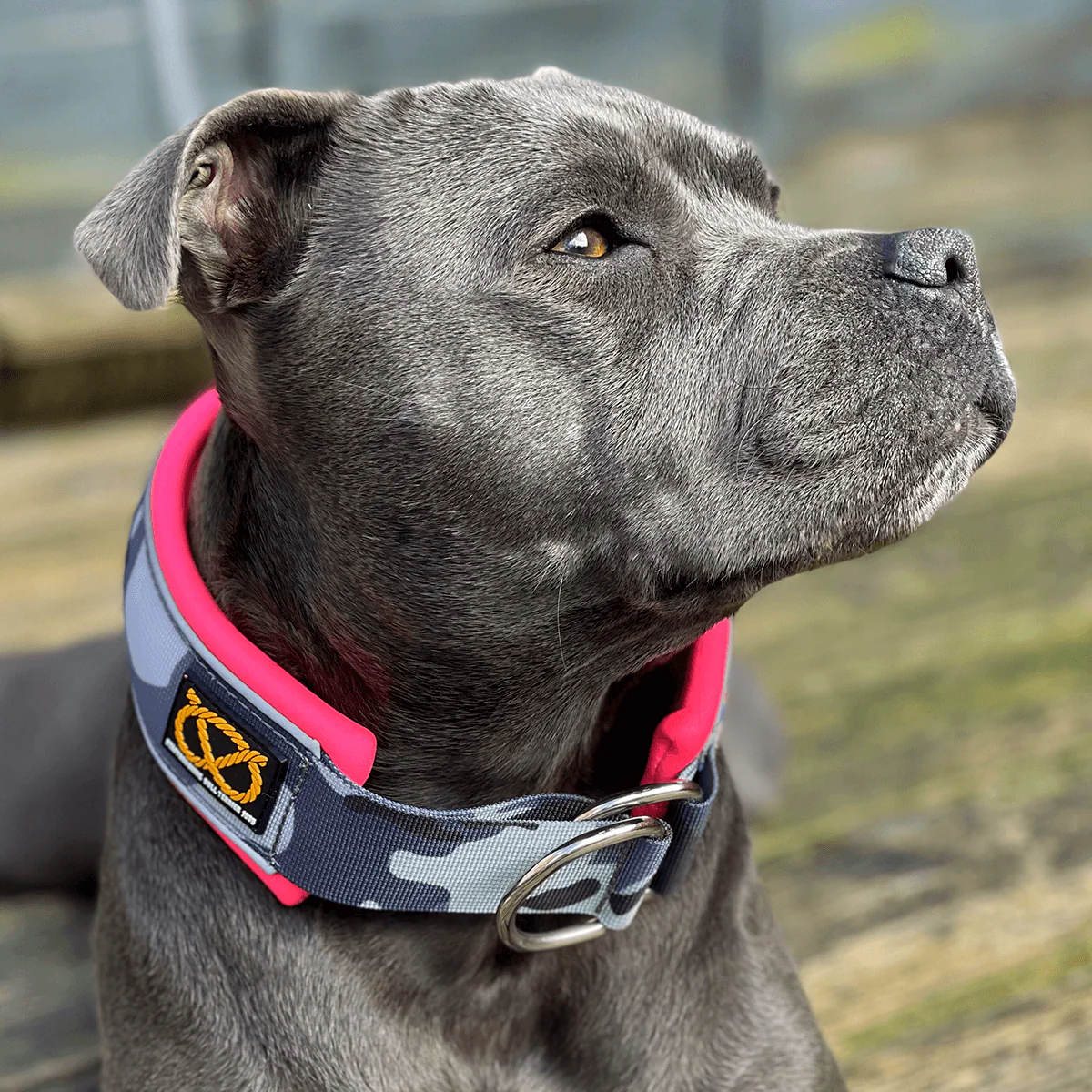 Staffordshire Bull Terrier 1935® Martingale Collar - Night Camo & Neon Pink - Bild 2