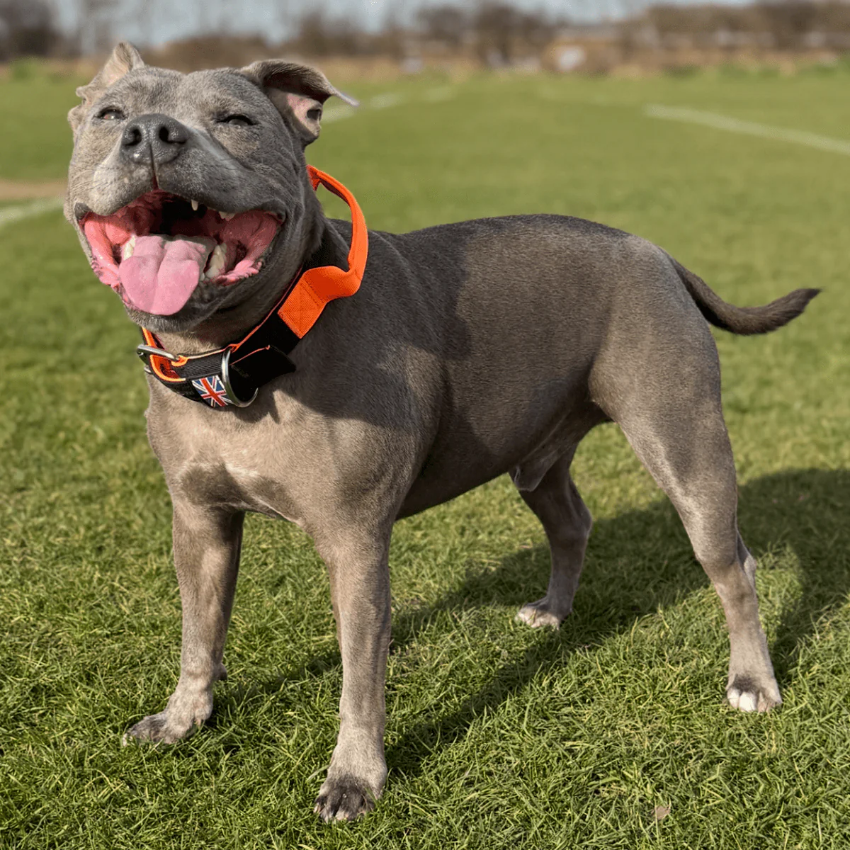 Staffordshire Bull Terrier 1935® Nylon Collar with Handle - Ronnie Edition - Black & Neon Orange - Bild 4