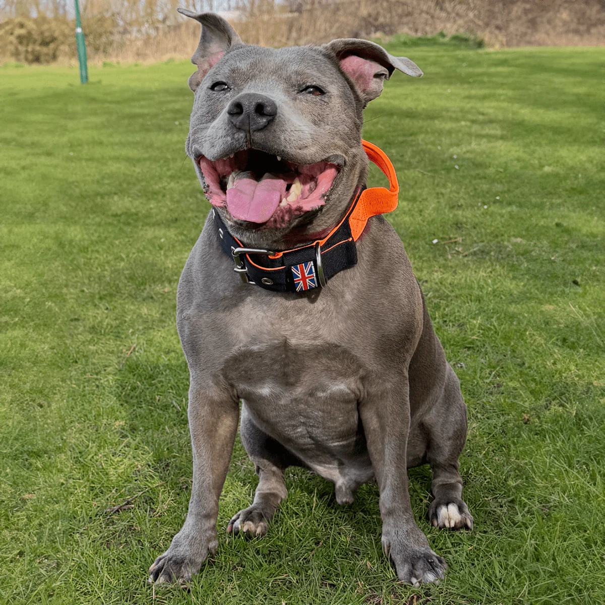 Staffordshire Bull Terrier 1935® Nylon Collar with Handle - Ronnie Edition - Black & Neon Orange - Bild 2