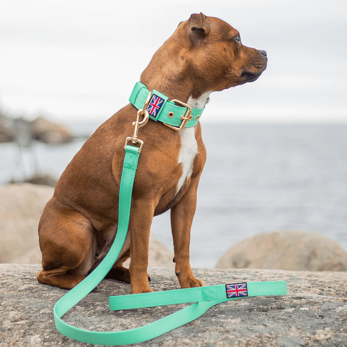 Staffordshire Bull Terrier 1935® Nylon Leash - Ayla's Staffany Edition - Normal - Bild 3