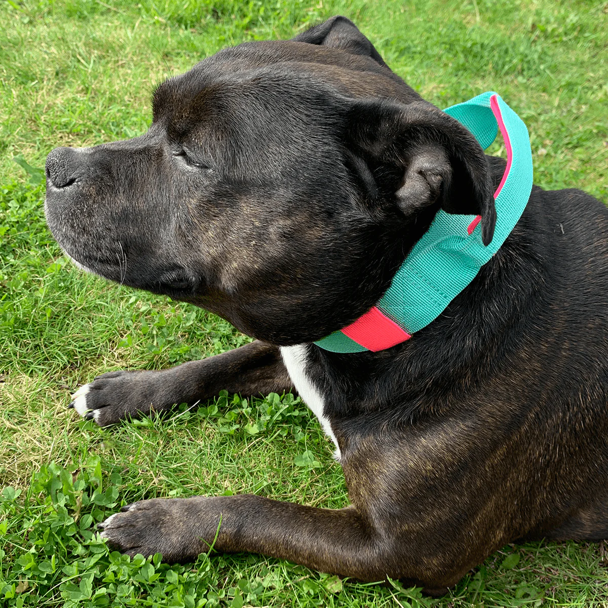 Staffordshire Bull Terrier 1935® Nylon Collar with Handle - Maya & Bonnie's Edition - Mint Flamingo - Bild 3
