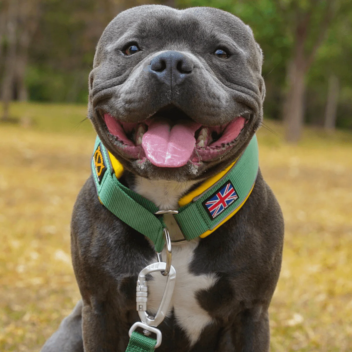 Staffordshire Bull Terrier 1935® Martingale Collar - Green & Yellow - Bild 6