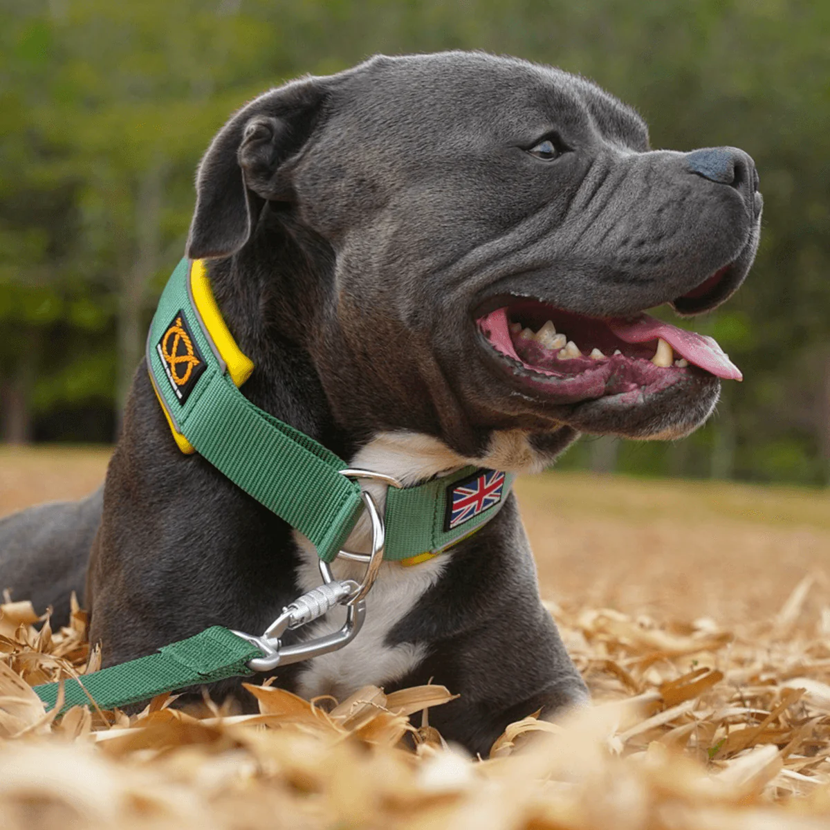 Staffordshire Bull Terrier 1935® Martingale Collar - Green & Yellow - Bild 8