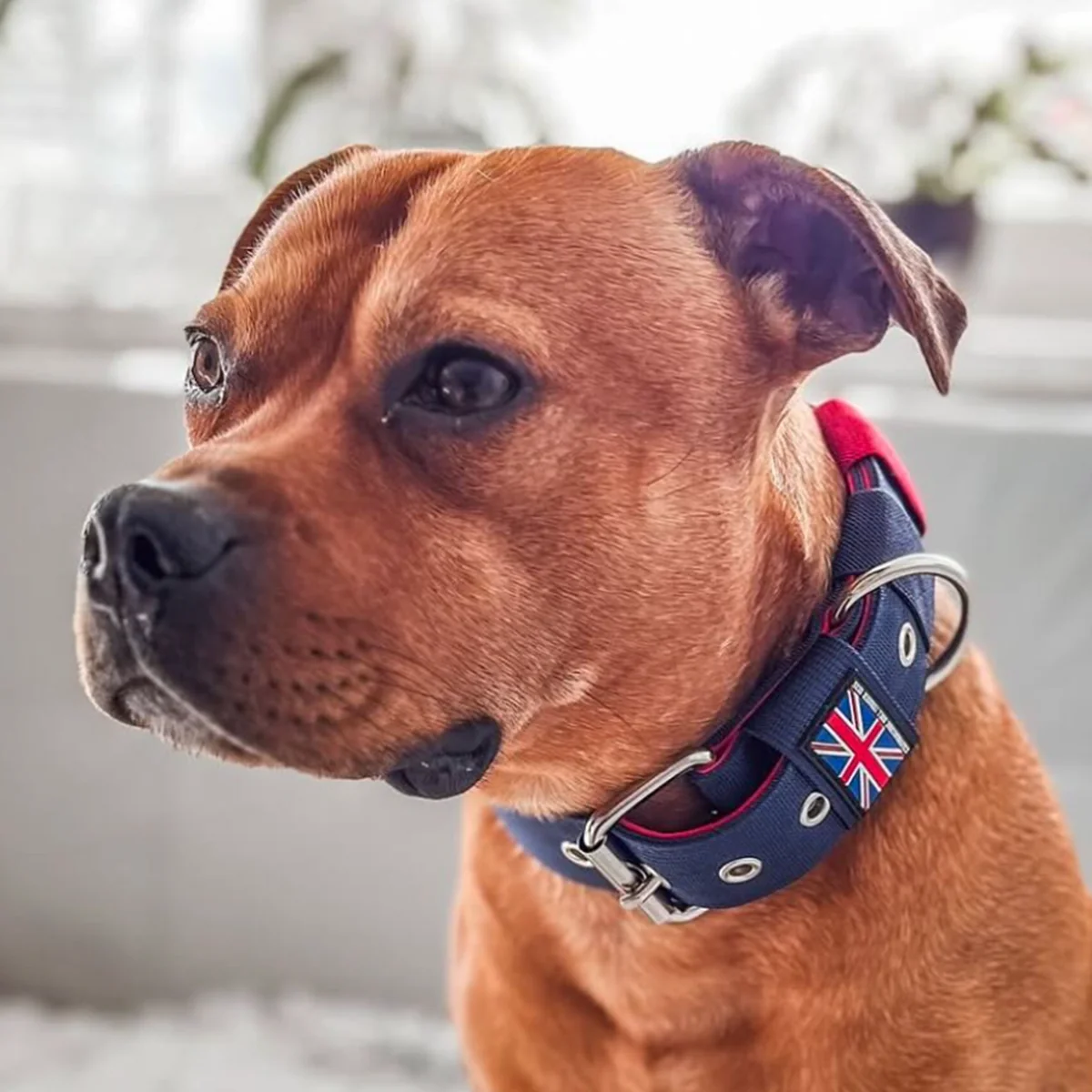 Staffordshire Bull Terrier 1935® Nylon Collar - Huey Union Jack Edition - Bild 2