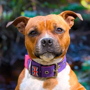 Staffordshire Bull Terrier 1935® Nylon Collar - Purple & Neon Pink