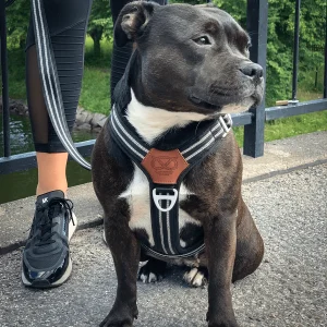Staffordshire Bull Terrier 1935® Harness & Leash Set - Black