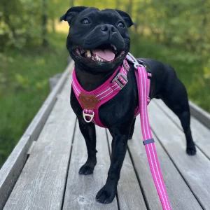 Staffordshire Bull Terrier 1935® Harness & Leash Set - Fuchsia