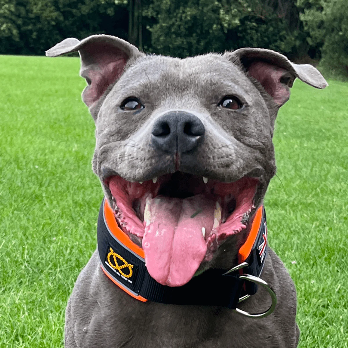 Staffordshire Bull Terrier 1935® Martingale Collar - Ronnie Edition - Black & Neon Orange - Bild 2