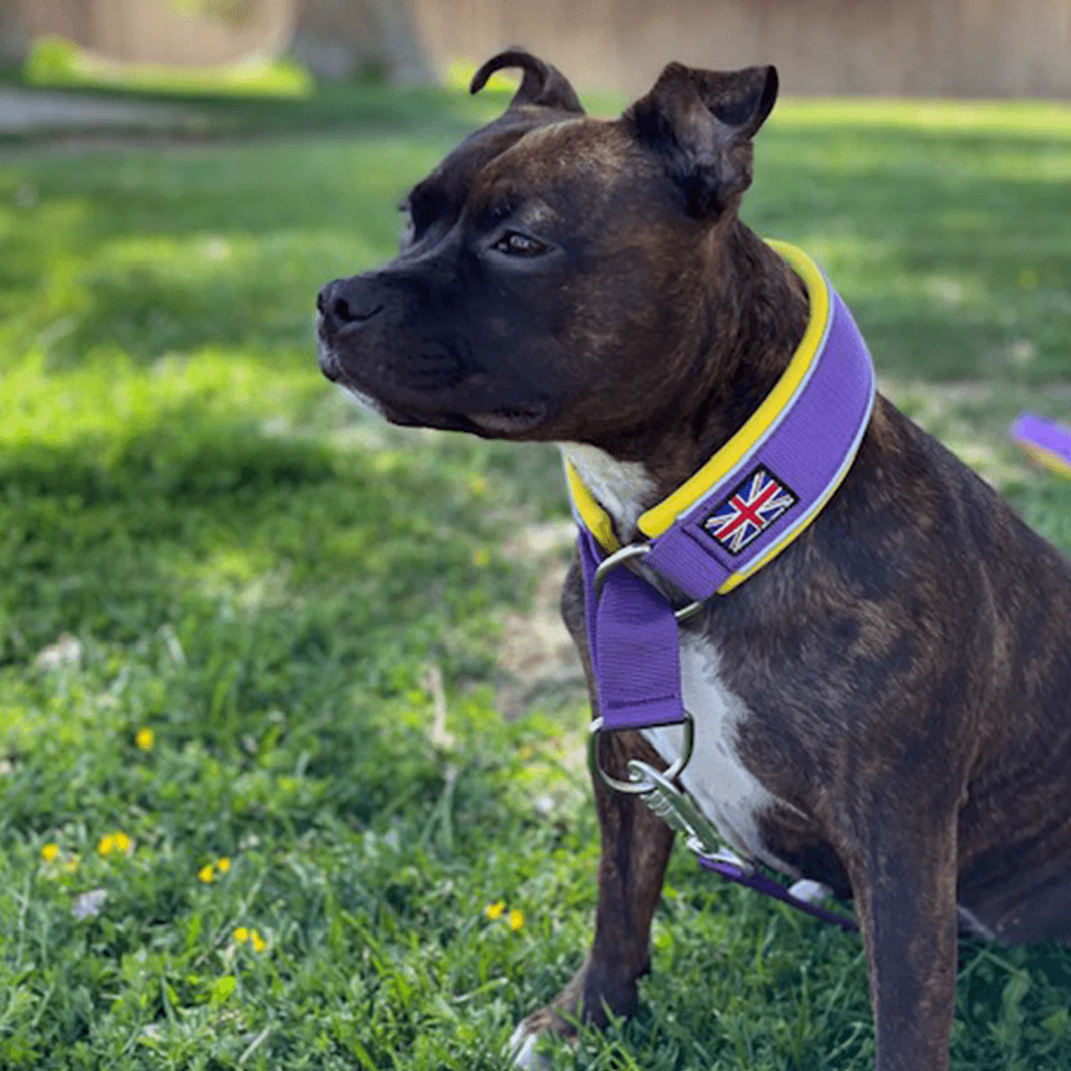 Staffordshire Bull Terrier 1935® Martingale Collar - LA Edition - Purple & Yellow - Bild 6