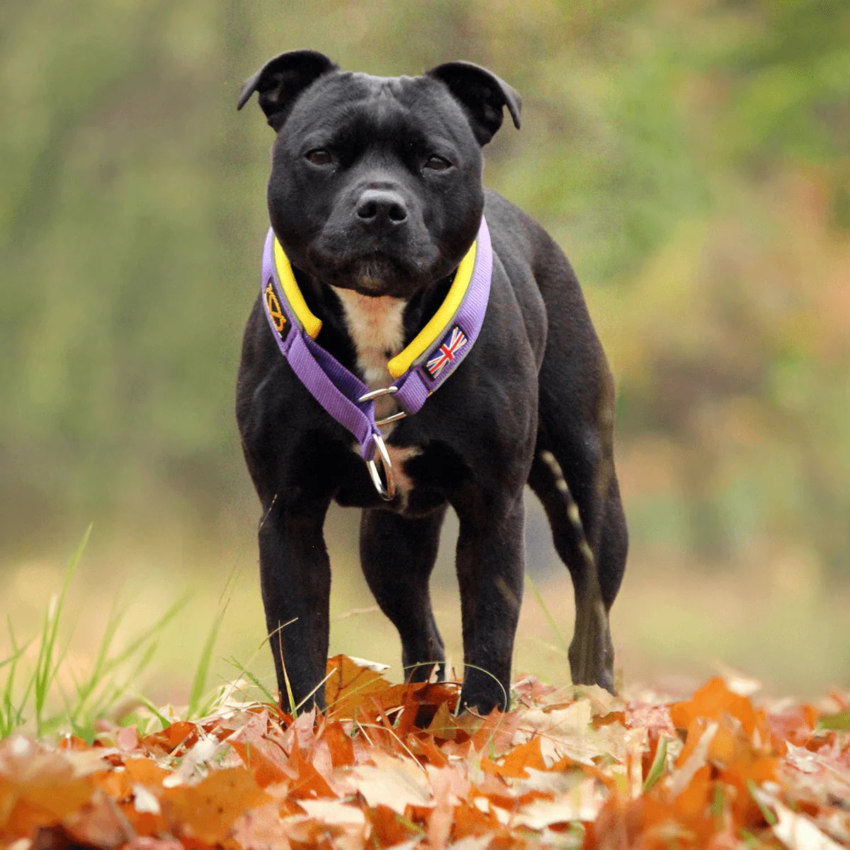 Staffordshire Bull Terrier 1935® Martingale Collar - LA Edition - Purple & Yellow