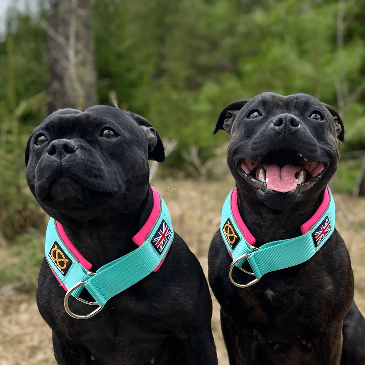 Staffordshire Bull Terrier 1935® Martingale Collar - Maya & Bonnie's Edition - Mint Flamingo - Bild 2