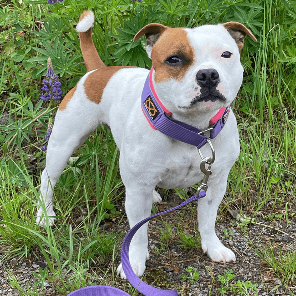 Staffordshire Bull Terrier 1935® Nylon Leash - Purple & Neon Pink - Normal - Bild 3
