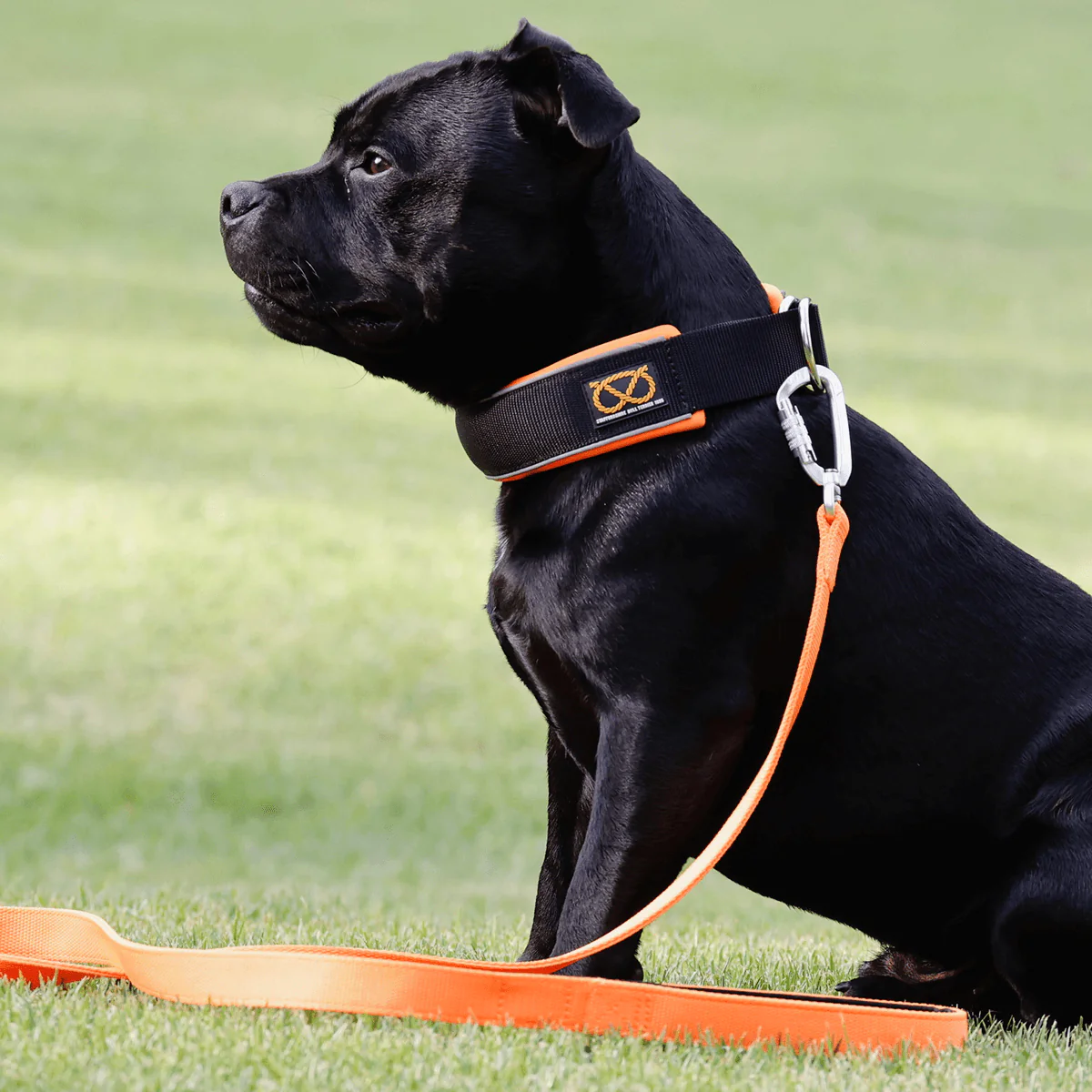 Staffordshire Bull Terrier 1935® Martingale Collar - Ronnie Edition - Black & Neon Orange - Bild 7
