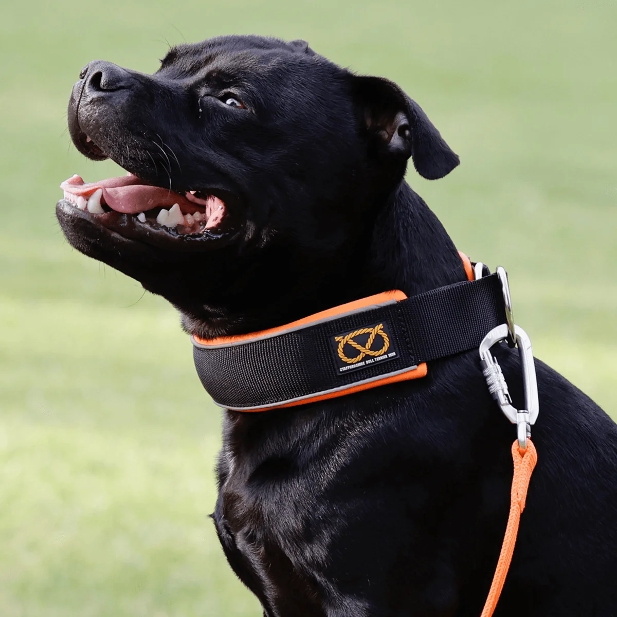 Staffordshire Bull Terrier 1935® Martingale Collar - Ronnie Edition - Black & Neon Orange - Bild 3