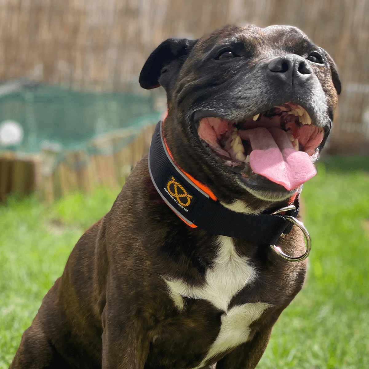 Staffordshire Bull Terrier 1935® Martingale Collar - Ronnie Edition - Black & Neon Orange - Bild 5