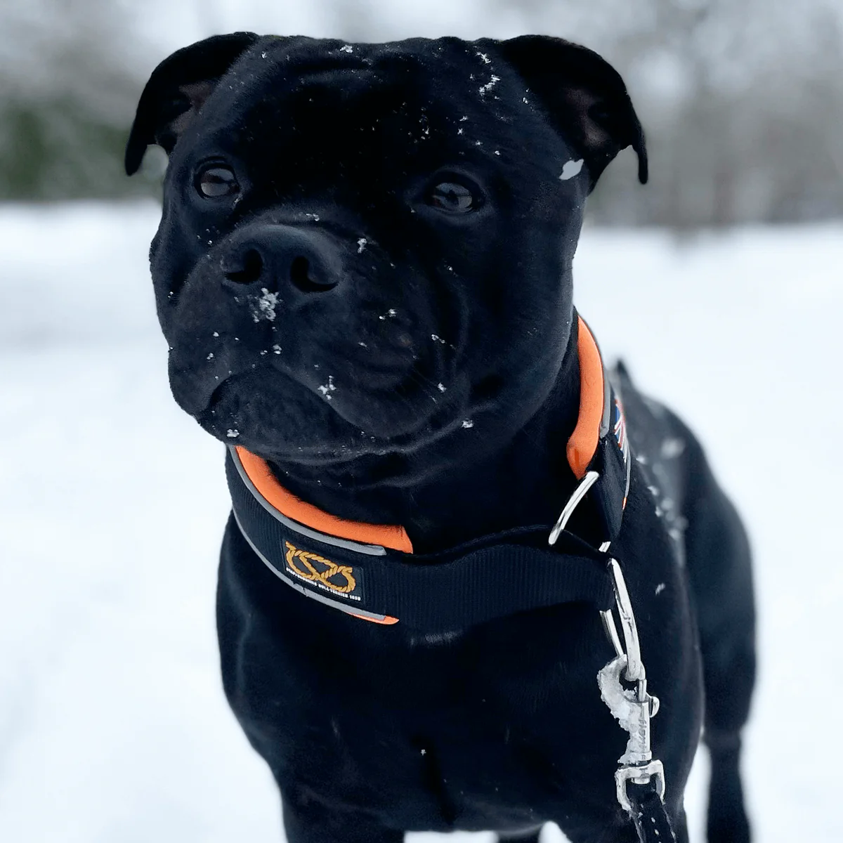Staffordshire Bull Terrier 1935® Martingale Collar - Ronnie Edition - Black & Neon Orange - Bild 6